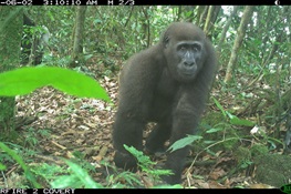 Camera Trap Images Reveal that Tiny Nigeria Wildlife Sanctuary is a Haven for Rare Primates and Other Wildlife
